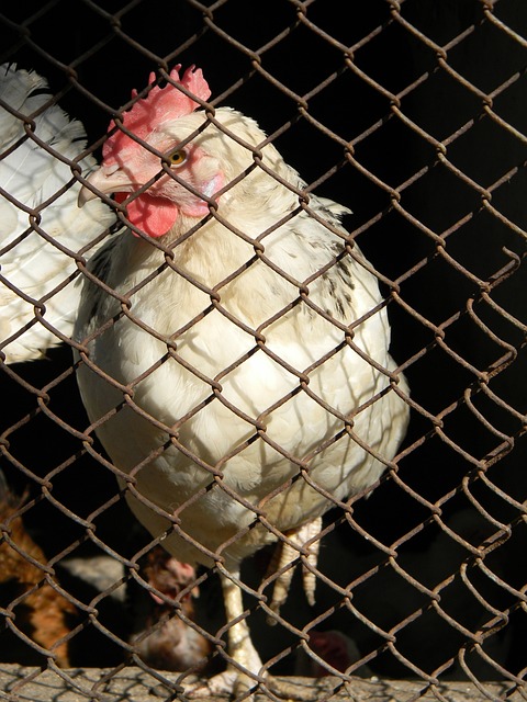 新的活力和 新的活力和